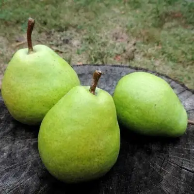 Груша БЕРЕ ЛЮКА в Барановичах