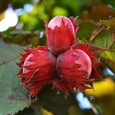 Фундук КРАСНЫЙ ЯНТАРЬ в Барановичах