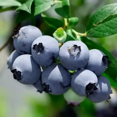 Голубика СИЕРРА в Барановичах