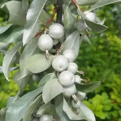 ЛОХ СЕРЕБРИСТЫЙ в Барановичах