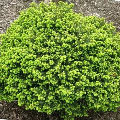 Ель ЛИТЛ ДЖЕМ обыкновенная в Барановичах