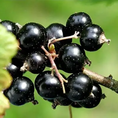 Смородина чёрная ЦЕРЕРА в Барановичах