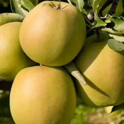 Яблоня МУТСУ в Барановичах