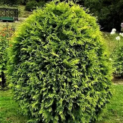 Туя ТИП ТОП западная в Барановичах