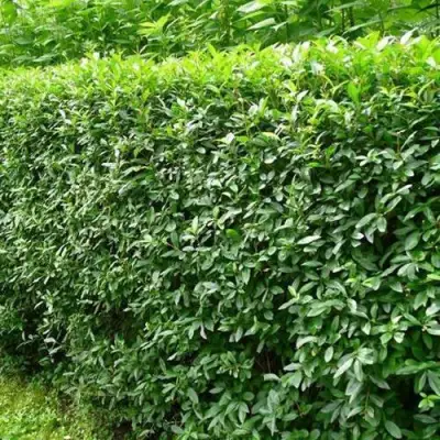 Бирючина обыкновенная в Барановичах