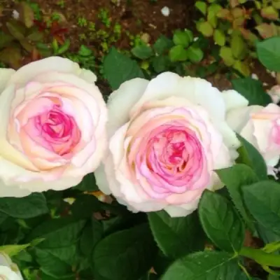 Роза ДОЛЬЧЕ ВИТА чайно-гибридная в Барановичах