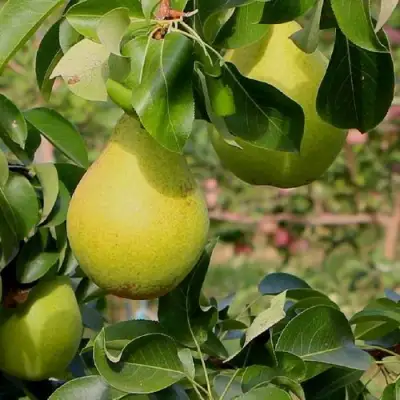 Груша ДОБРЯНКА в Барановичах