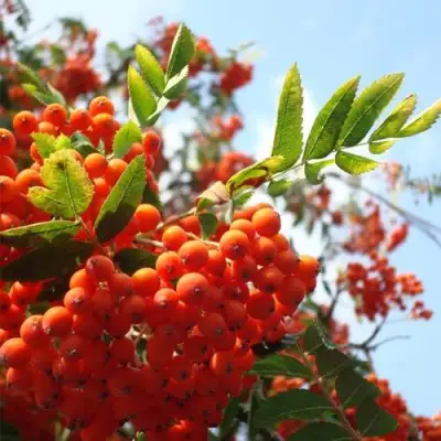 Рябина ВЕФЕД сладкоплодная в Барановичах