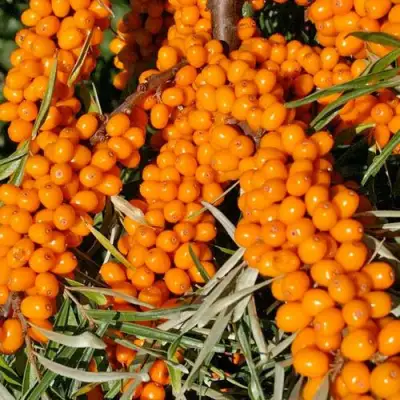 Облепиха ЕЛИЗАВЕТА в Барановичах