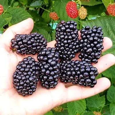 Ежевика ОУАЧИТА бесшипная  в Барановичах