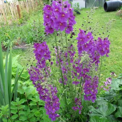 Коровяк ВИОЛЕТТА (вербаскум) в Барановичах