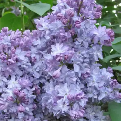 Сирень НЕБО МОСКВЫ в Барановичах