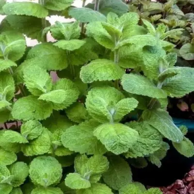 Мята яблочная в Барановичах