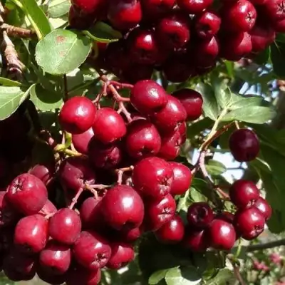 Рябина ГРАНАТНАЯ сладкоплодная в Барановичах