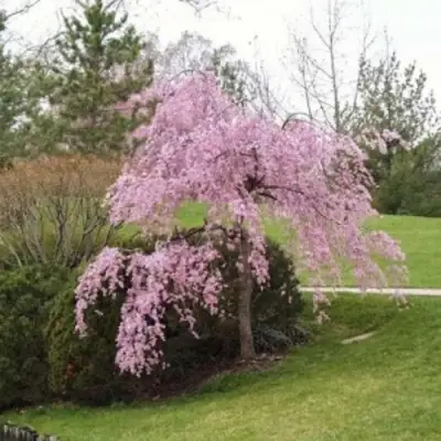Сакура КИКУ ШИДАРЕ в Барановичах
