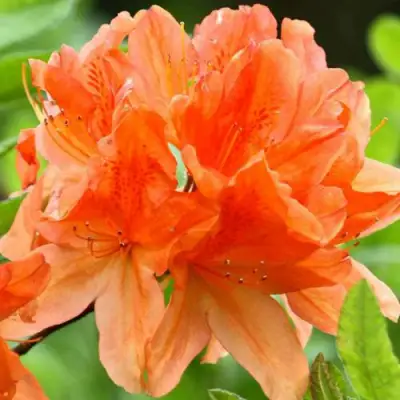 Азалия ГЕЙША ОРАНЖ японская в Барановичах