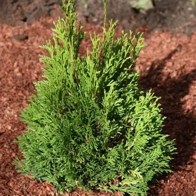 Туя МИКИ западная в Барановичах