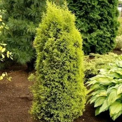 Можжевельник ГОЛД КОН обыкновенный в Барановичах