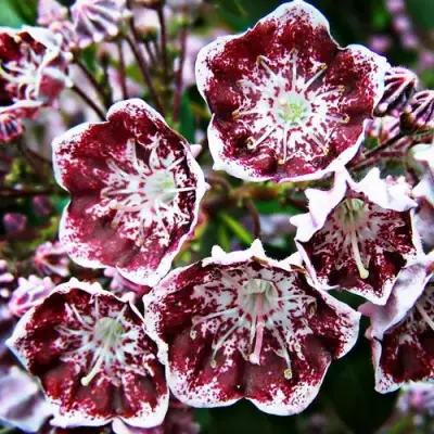 Кальмия БЛЕК ЛЕЙБЛ  в Барановичах