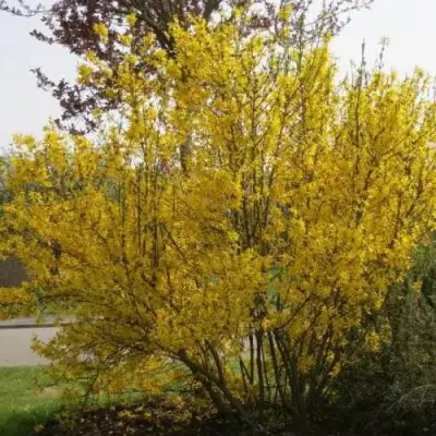 Форзиция КАМСОН промежуточная в Барановичах