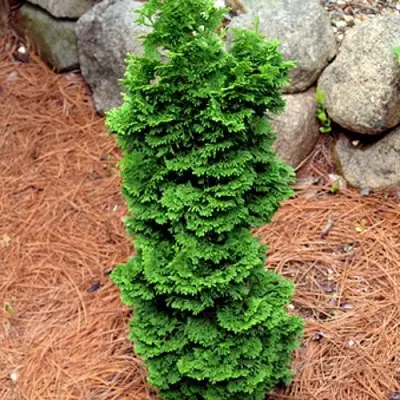 Туя СПИРАЛИС МИНИ западная в Барановичах