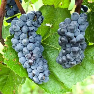 Виноград ВЭЛИАНТ в Барановичах