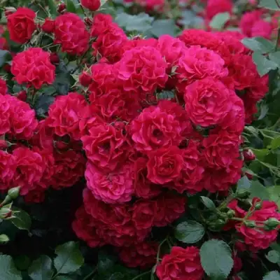 Роза РАДОСТЬ САДОВНИКА (ГАРТЕН ФРОЙДЕ) почвопокровная в Барановичах