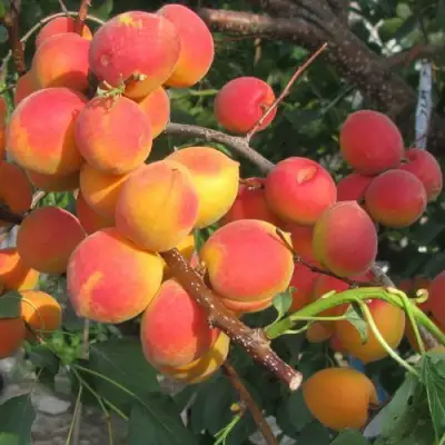 Абрикос РУБИН в Барановичах