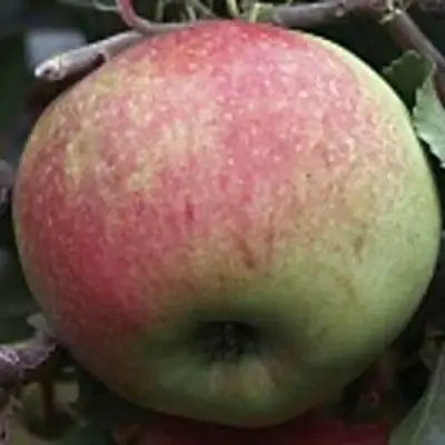 Яблоня СОКОЛОВСКОЕ стелющаяся в Барановичах