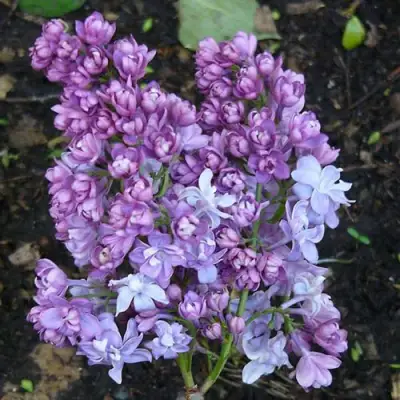 Сирень НАДЕЖДА в Барановичах