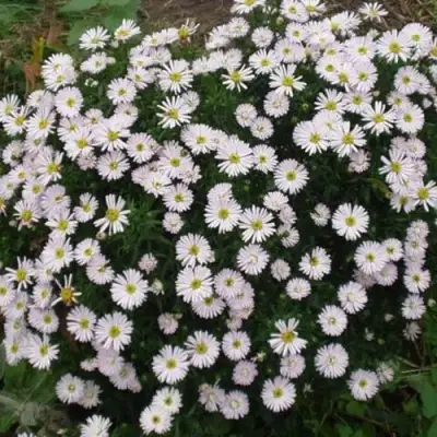 Астра ВАЙС многолетняя в Барановичах