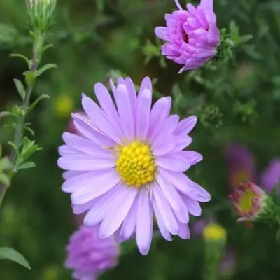 Астра СТРОУБЕРРИ ЭНД КРИМ новобельгийская в Барановичах