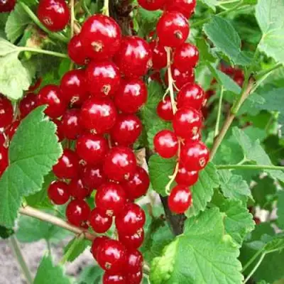 Смородина красная ФЕРТОДИ в Барановичах