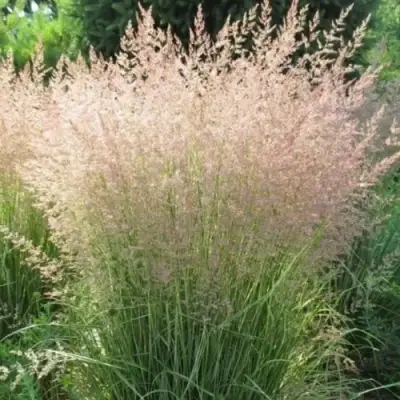 Вейник ОВЕРДАМ остроцветковый в Барановичах