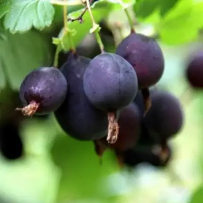 Крыжовник ЧЕРНОМОР в Барановичах