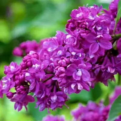 Сирень ОГНИ ДОНБАССА в Барановичах