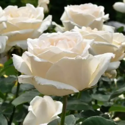 Роза БОИНГ чайно-гибридная в Барановичах