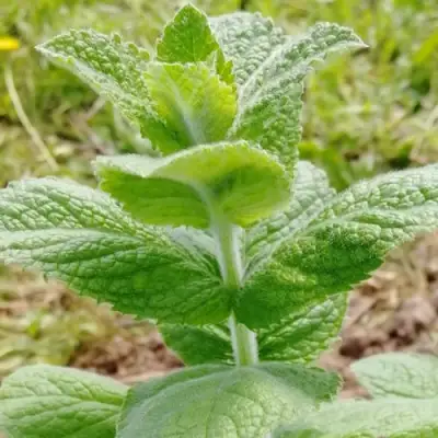 Мята яблочная в Барановичах
