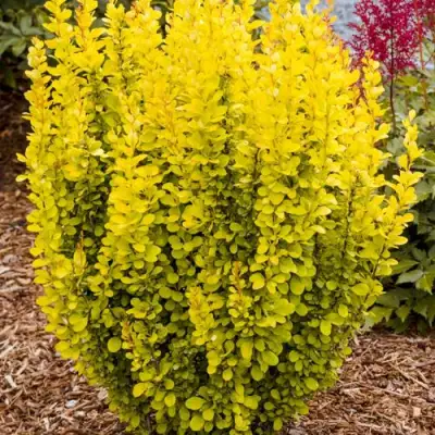 Барбарис ГОЛДЕН ТОРЧ тунберга в Барановичах