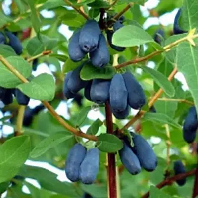 Жимолость съедобная АМФОРА в Барановичах