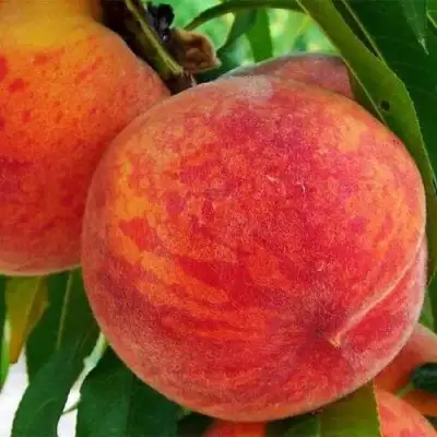 Персик ЗОЛОТОЙ ЮБИЛЕЙ в Барановичах