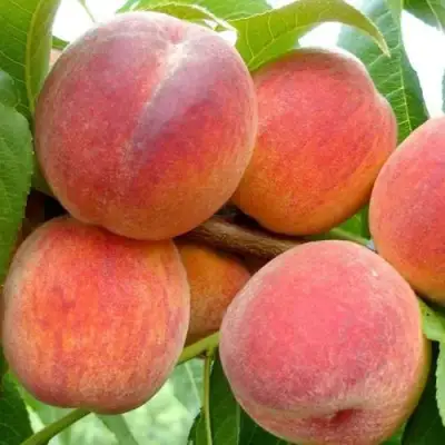 Персик ВАЙН ГОЛД Т3 в Барановичах