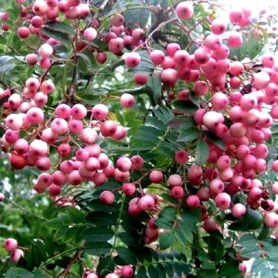 Рябина COREAL сладкоплодная  в Барановичах