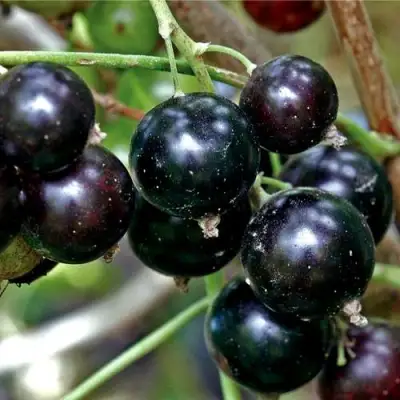 Смородина чёрная ЧЕРЕШНЁВАЯ в Барановичах