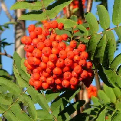 Рябина САХАРНАЯ ПЕТРОВА сладкоплодная в Барановичах