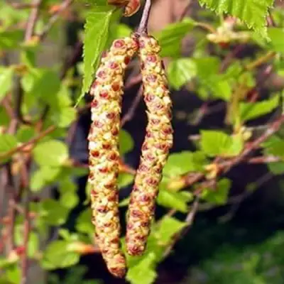 Береза бородавчатая в Барановичах