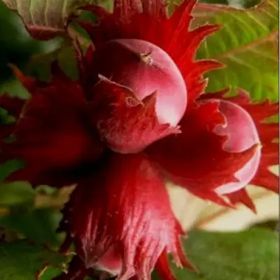 Фундук БАГРЯНЕЦ в Барановичах