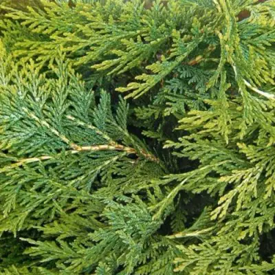 Кипарисовик ЭЛВУДИ ЭМПАЙР лавсона в Барановичах