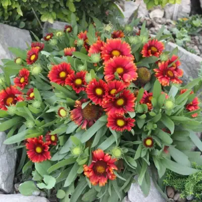 Гайлардия АРИЗОНА РЕД ШЕЙДС в Барановичах