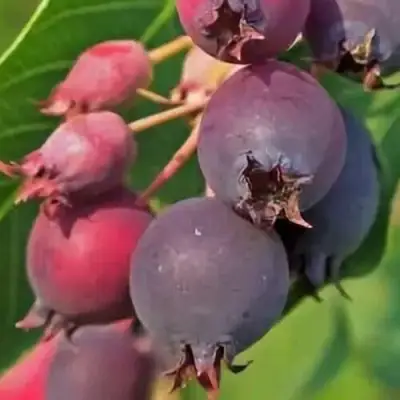 Ирга MANDAN в Барановичах